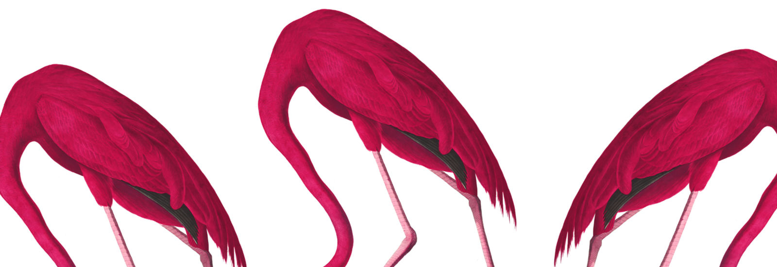 flamingofarm_72_0
